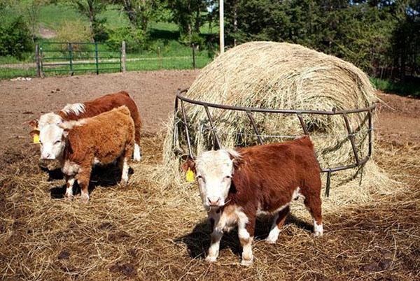 élevage de petites vaches