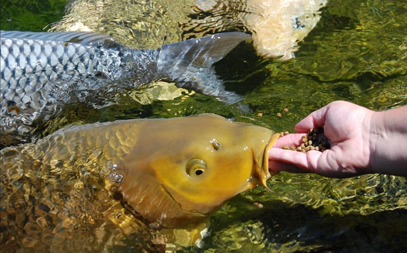 carpa de alimentación