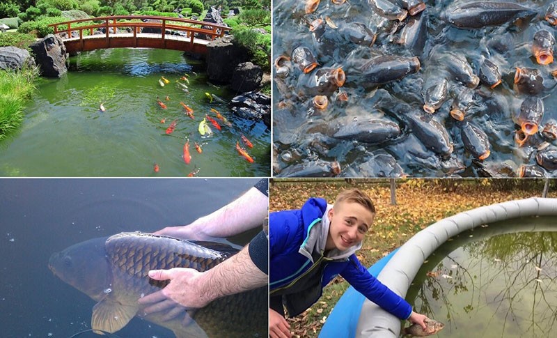 élevage réussi de carpes dans un étang domestique