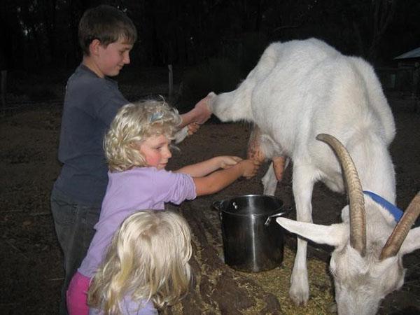 Les enfants traient une chèvre