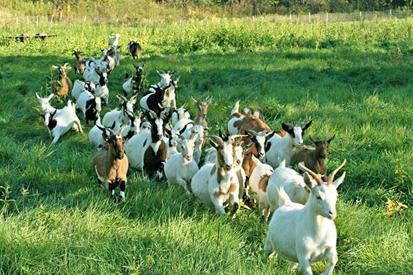 Rebaño de cabras pastando