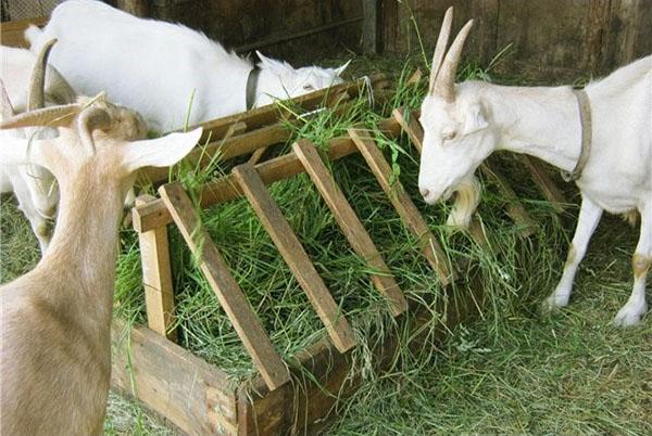 Las cabras comen hierba cortada