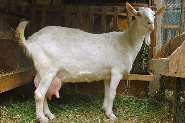 Chèvre dans une pièce chaude en hiver