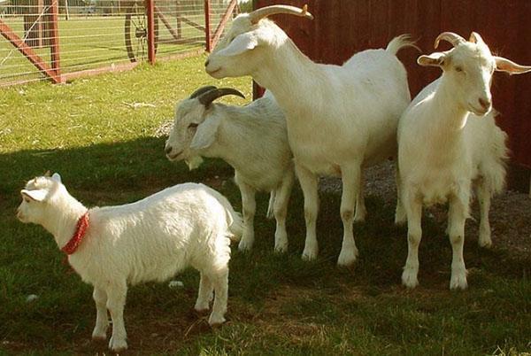 Familia de cabras en el patio.