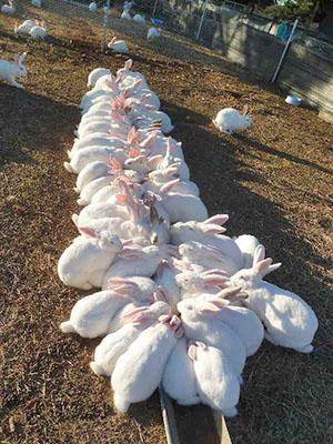 Élevage de lapins en enclos