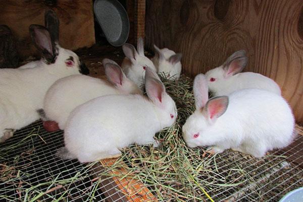 Garder des lapins en cage