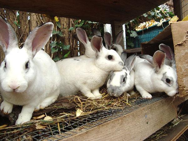 Pour un élevage réussi de lapins, les animaux sont gardés séparément par groupes d'âge