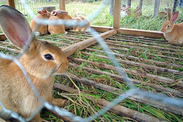 Les cages à lapins doivent être propres