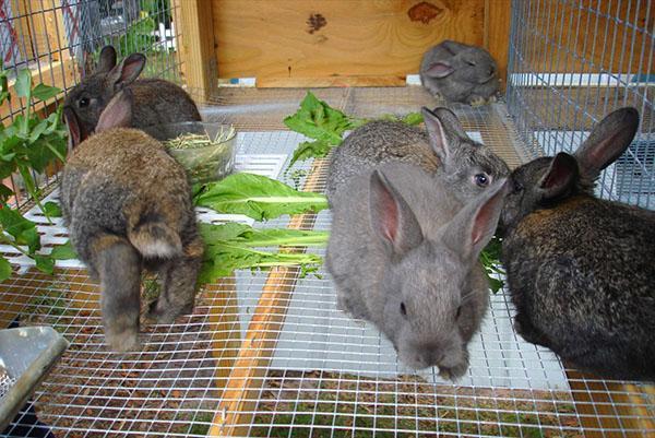 Des cages fixes et portables sont utilisées pour l'élevage de lapins.
