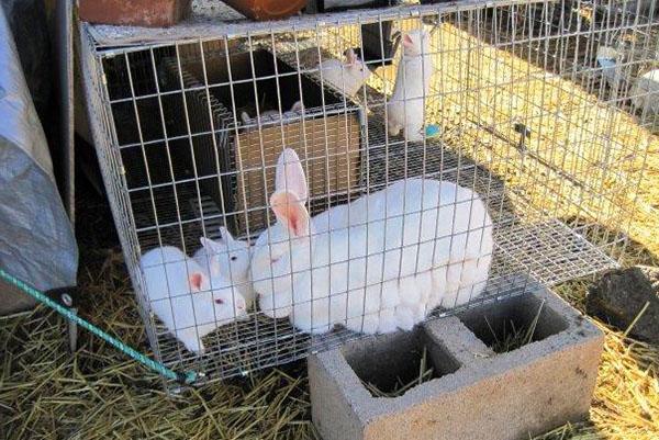 Lapin avec progéniture dans une volière