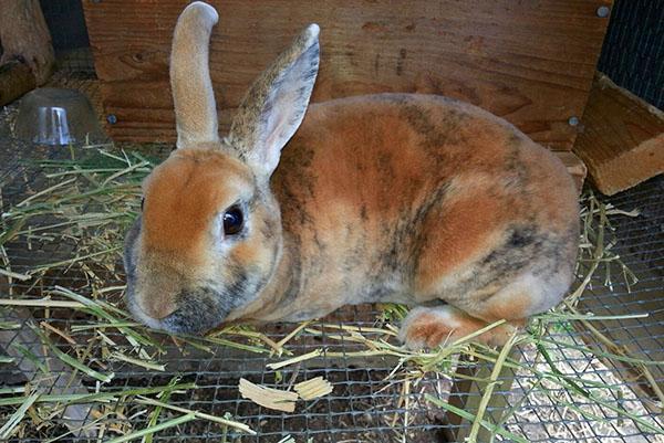 L'élevage de lapins attire de plus en plus l'attention des résidents estivaux