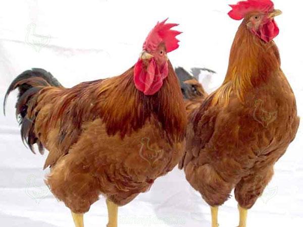 élevage de poulets rouges