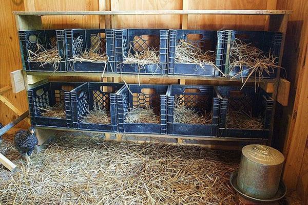 Disposición de un gallinero para gallinas ponedoras.