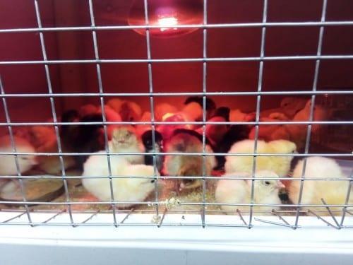 pollos en una incubadora debajo de una lámpara