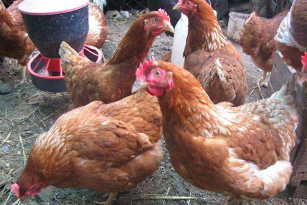 poules pondeuses adultes