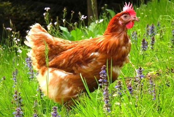 Poulet élevé en plein air