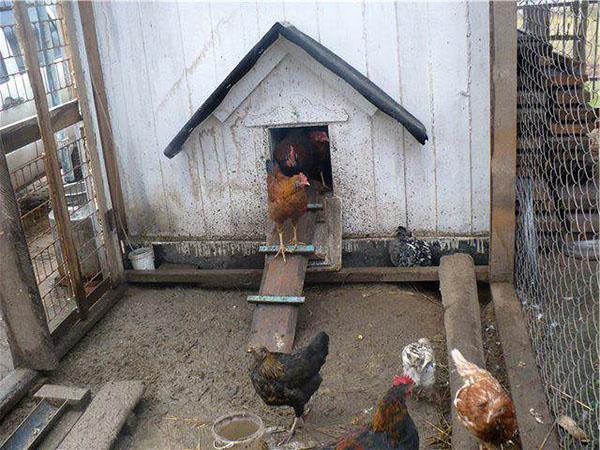 conditions d'élevage des poules