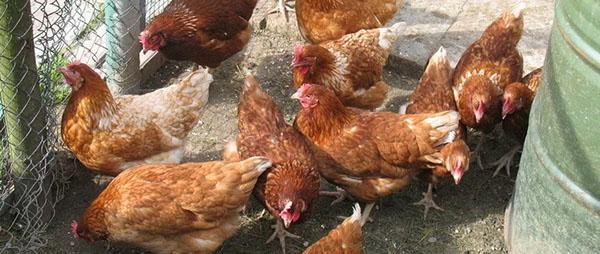 poulets dans la volière