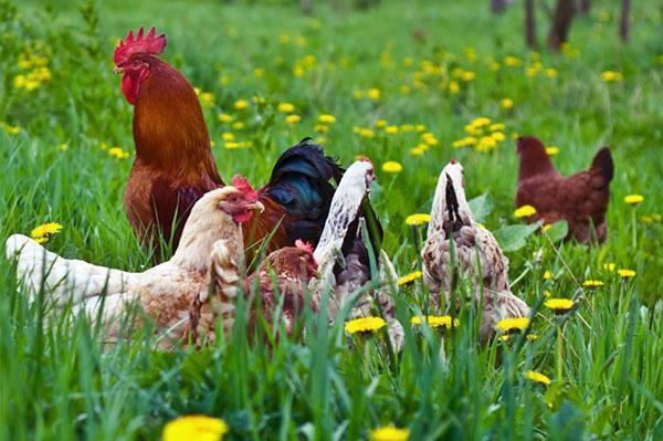 poulets au pâturage