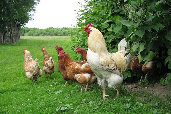 poulets dans la nature