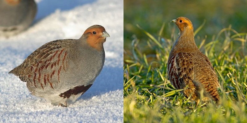 perdrix en été et en hiver