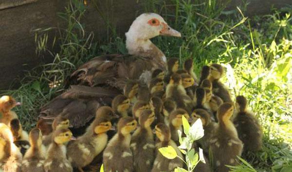 Familia de patos feliz