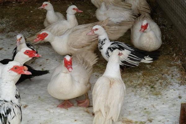 Canards de Barbarie pour une promenade en hiver