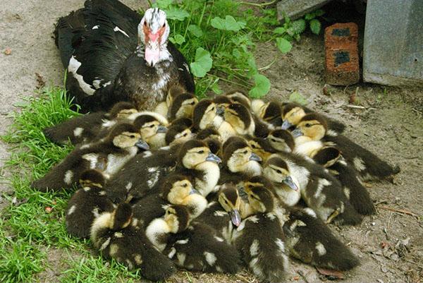 Pato real con patitos