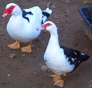 Paire de canards musqués