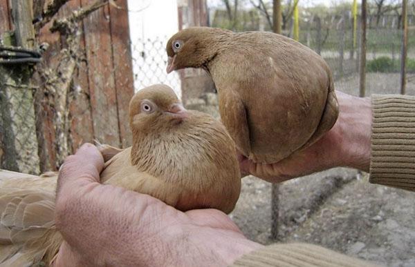 pigeons d'accouplement