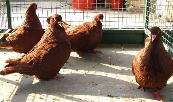 famille de pigeons