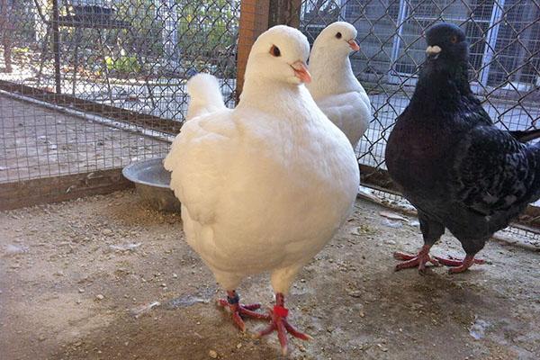 jeunes pigeons