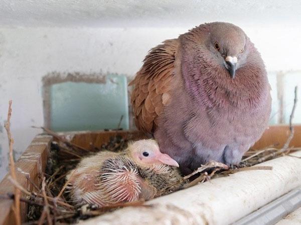 pigeon poussin
