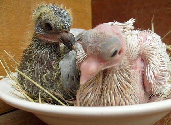 rois poussins