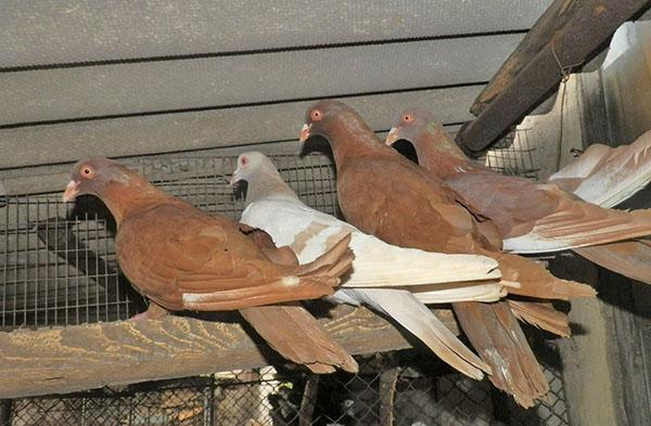garder des pigeons comme entreprise