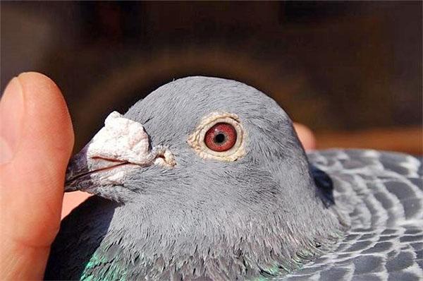 déterminer l'âge des pigeons