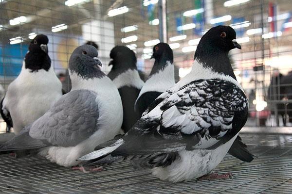 troupeau de pigeons