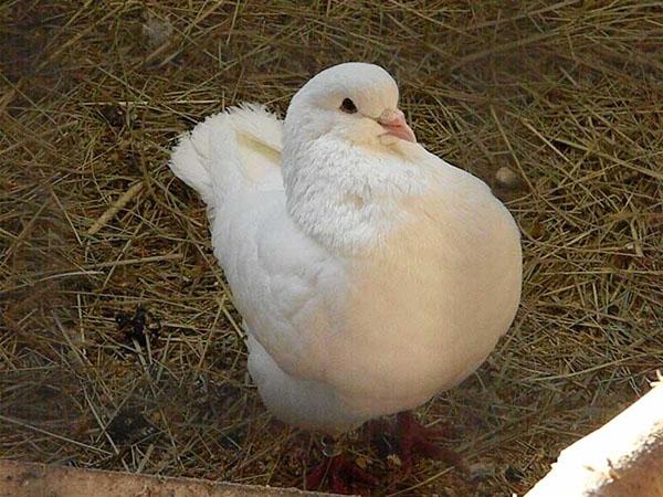 conditions confortables pour garder les pigeons