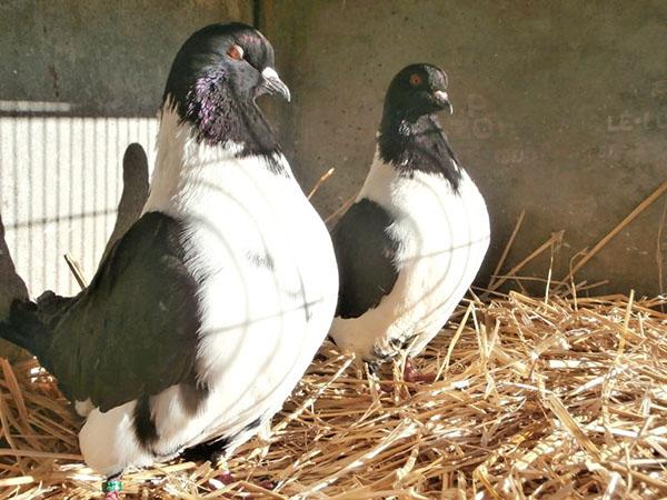 alimentation des pigeons