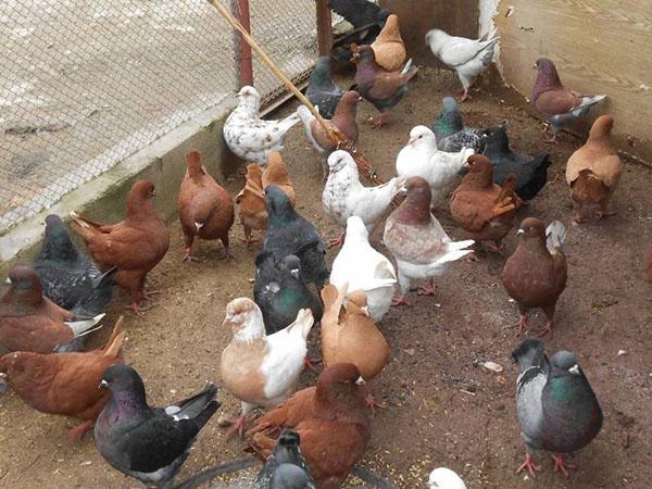 pigeons dans la volière