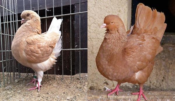 pigeons de viande