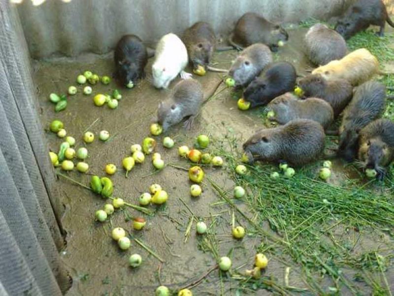 cómo alimentar a la nutria