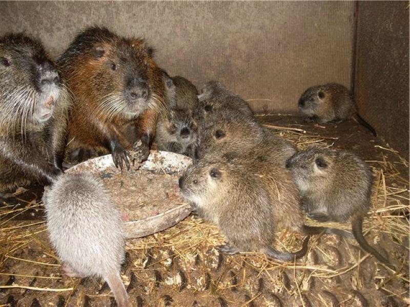 cómo alimentar a la nutria en invierno