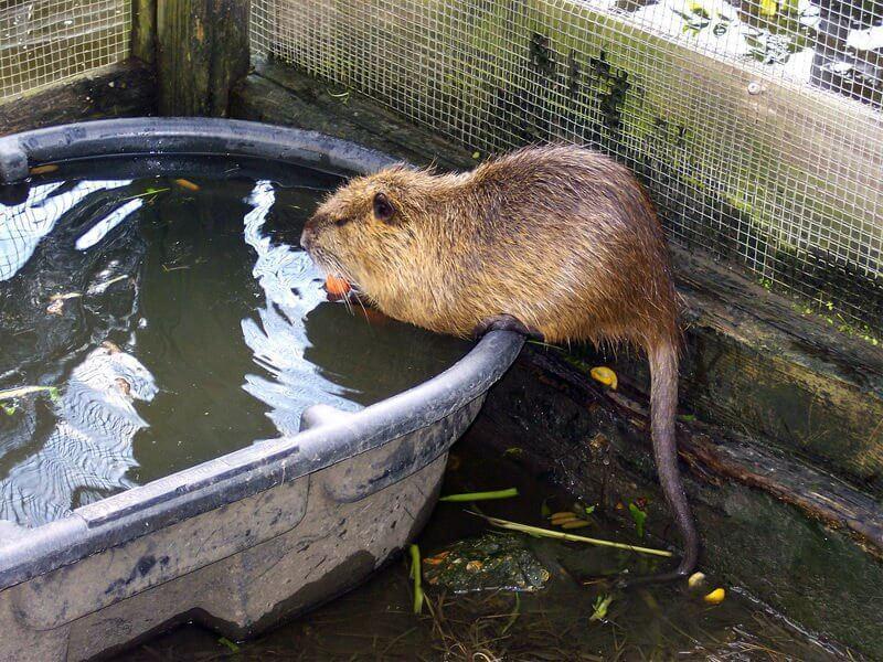 cultivo de nutria en casa