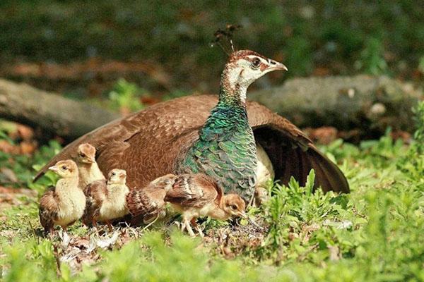 pava avec des poussins