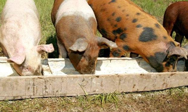 Los cerdos solo reciben alimentos frescos.