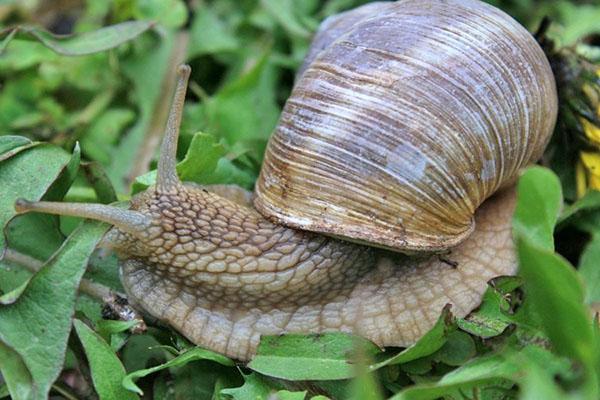 alimentación de caracol de uva