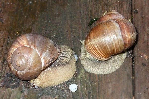 proceso de cría de caracoles