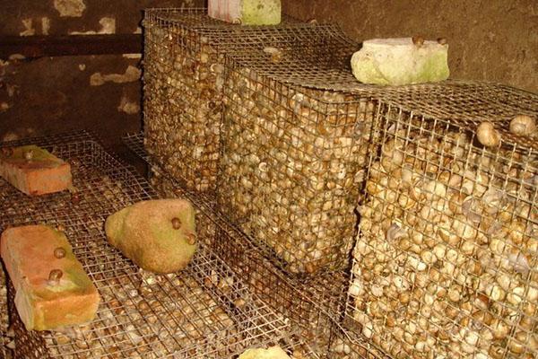 escargots dans des cages pour le nettoyage