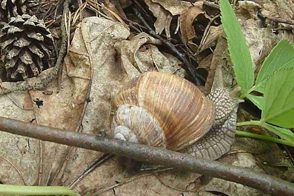 hábitat de los caracoles de uva